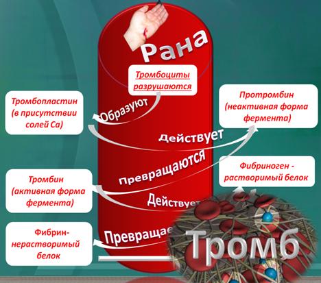 Форменные элементы кровии и их нормы