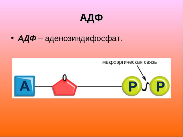 Аденозин дифосфат - adenosine diphosphate - qwe.wiki