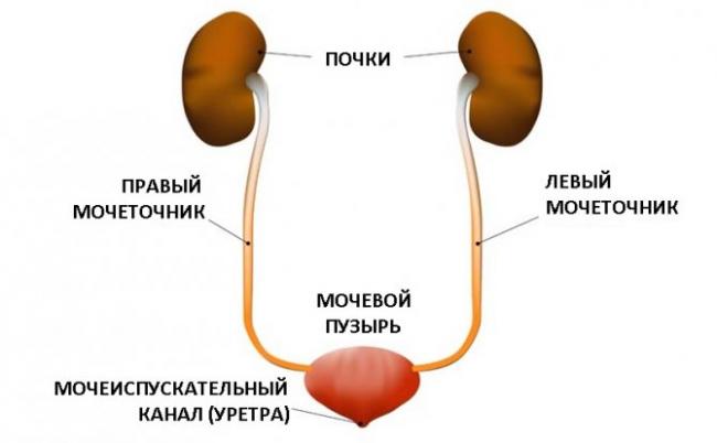 Показания к применению фурадонина: состав, аналоги и мнение специалиста