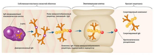 Иммунитет и кишечник