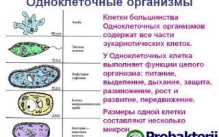 Чем и как отличаются бактерии от простейших