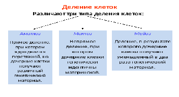 Бактерии: размножение, способы, рост, факторы роста. фото