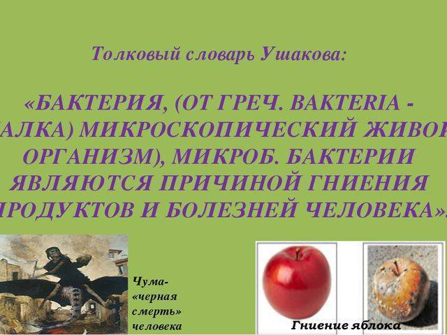Роль бактерий в природе и жизни человека доклад, сообщение 5, 7 класс
