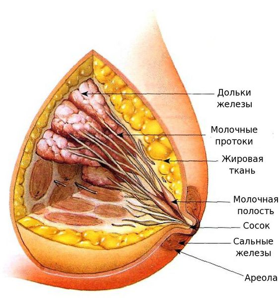 Птоз груди