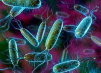 E. coli