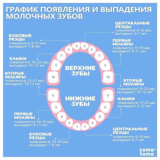 Все о прорезывании молочных зубов у младенцев... - первые зубки у грудничков - запись пользователя ˙·•๑юлия (vredina-brest) в сообществе здоровье новорожденных в категории зубки и проблемы во время прорезывания - babyblog.ru