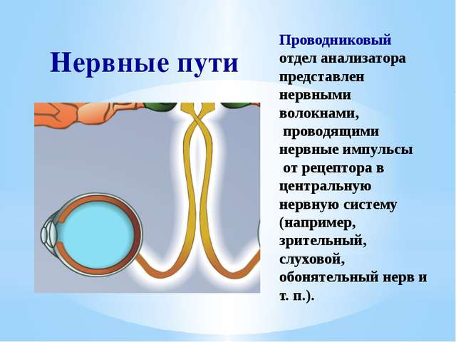 Распространение микроорганизмов в природе
