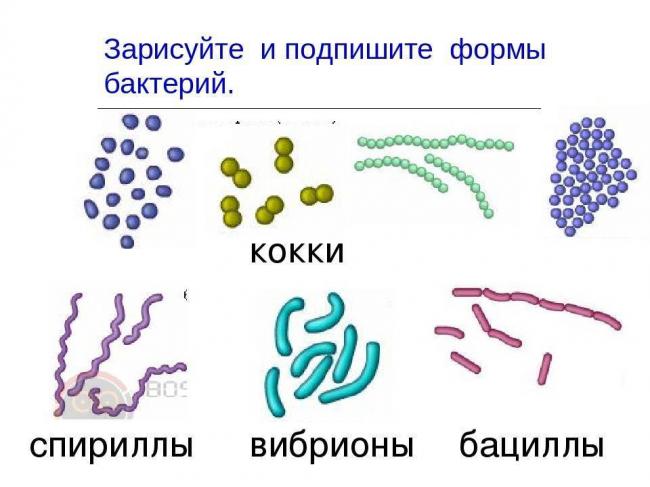 Принципы классификации микроорганизмов. основные группы микроорганизмов