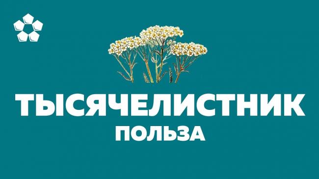 Кора крушины: от чего помогает, как заваривать и принимать
