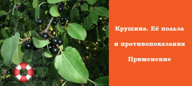 Кора крушины
