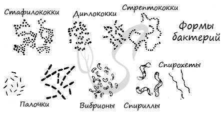 Микроорганизмы: строение и классификация