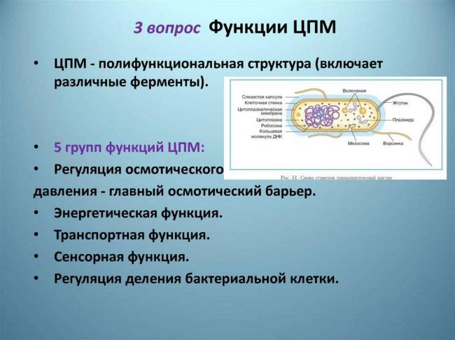 Как соотносится строение бактериальной клетки и ее функции
