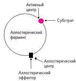 Для чего нужны ферменты бактериям, их польза и вред для человека