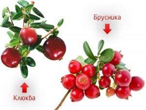 Клюква при простуде рецепты ребенку
