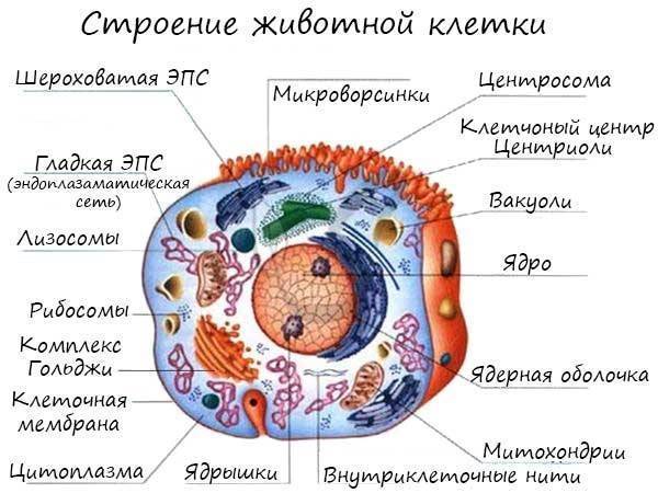 Организмы, клетки которых не имеют оформленного ядра, митохондрий, аппарата гольджи относятся к группе: а) прокариот б) эукариот, алгебра