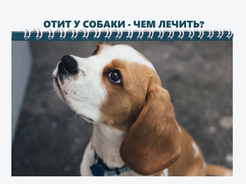 Лечение малацезии в ушах у собак