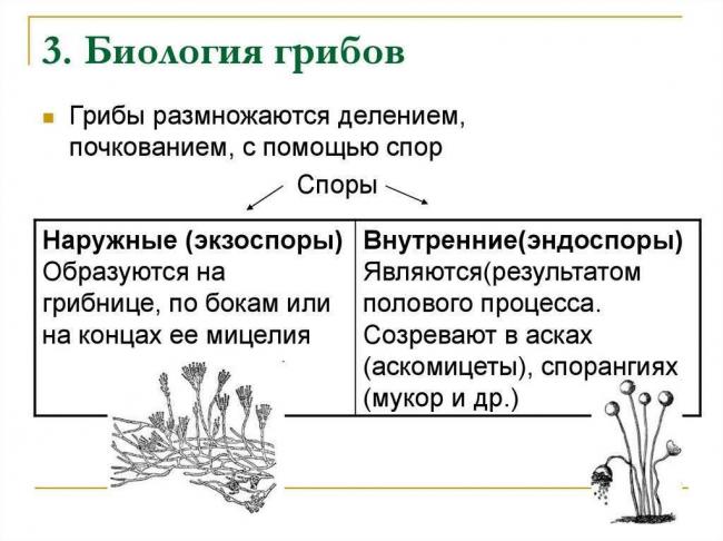 Свойства и особенности патогенных микроорганизмов, их влияние на человека