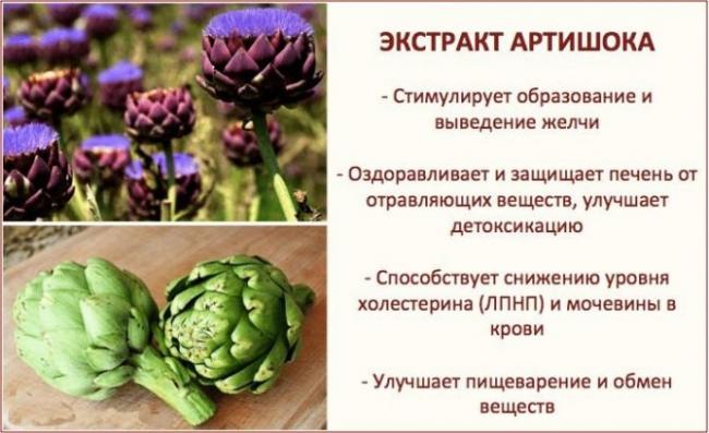Препараты из артишока и инструкция по их применению