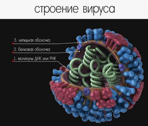 Бактериальные кишечные инфекции (бактериальный гастроэнтерит), симптомы, лечение, причины, признаки