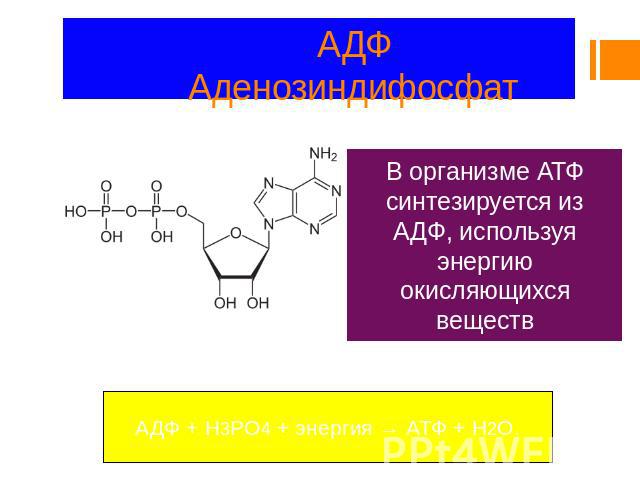 Аденозин дифосфат - adenosine diphosphate