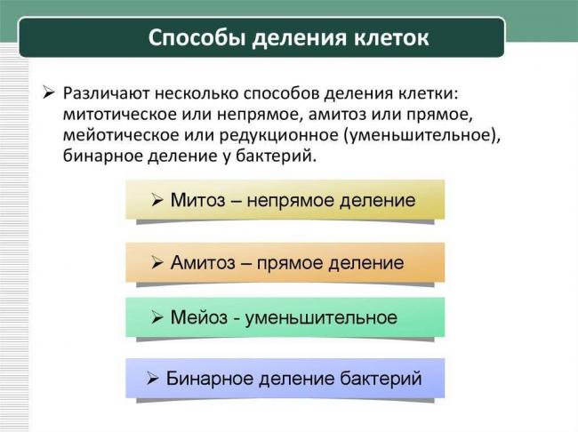 Бактерии