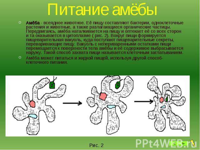 Амёба обыкновенная