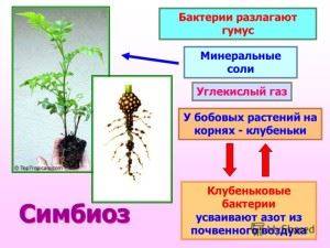 Азот почвы. круговорот азота в природе. биологическое связывание азота микробами-азотфиксаторами