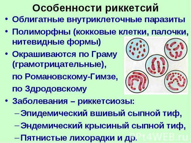 Этиология и симптоматика риккетсиоза