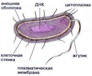 Тинкториальные свойства бактерий. методы окраски