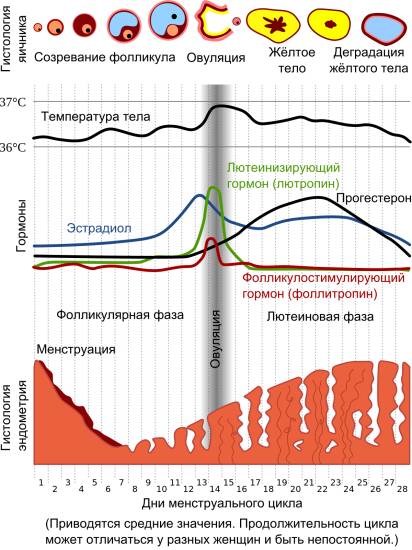 Обратное развитие эндометрия: причины и особенности