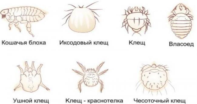 Риккетсиозы человека - симптомы, лечение