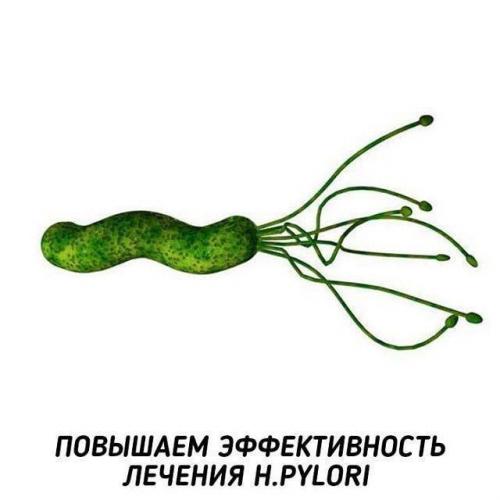 Хеликобактер пилори – лечение народными средствами при помощи лучших рецептов