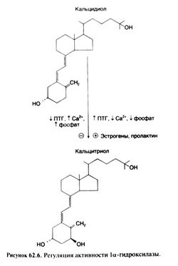 Гормоны кальциевого обмена