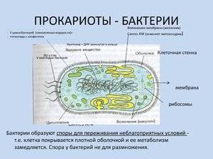 Тесты по биологии по теме "признаки эукариот и прокариот"