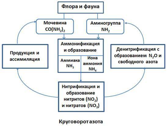 Бактерии азотфиксирующие