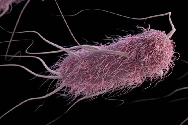 К каким последствиям в организме приводит появление кишечной палочки e. coli в моче