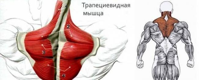 Как исправить опущенные плечи: советы и упражнения