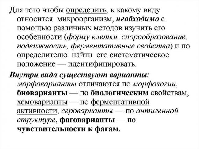 Чем меньше, тем лучше: особенности йодофильной флоры и чем она опасна