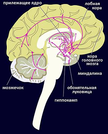 Никотиноил гамма-аминомасляная кислота Acidum nicotinoyl-gamma-aminobutyricum
