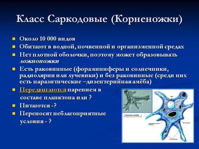 Амеба обыкновенная: описание, размножение, среда обитания