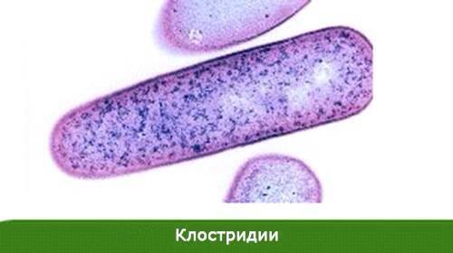 Опасна ли йодофильная флора, выявленная в кале у ребенка