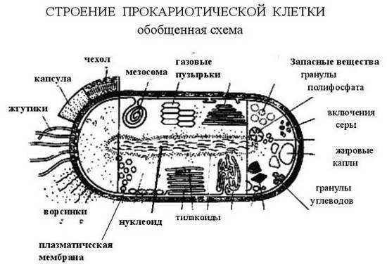 Царство бактерии общая характеристика, кто открыл бактерии, названия и примеры бактерий, чем питаются, как размножаются, запасное вещество бактерий, признаки симбиотических бактерий