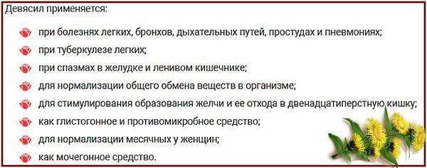 Девясил: как заваривать, как пить, полезные и лечебные свойства, применение в народной медицине, показания и противопоказания