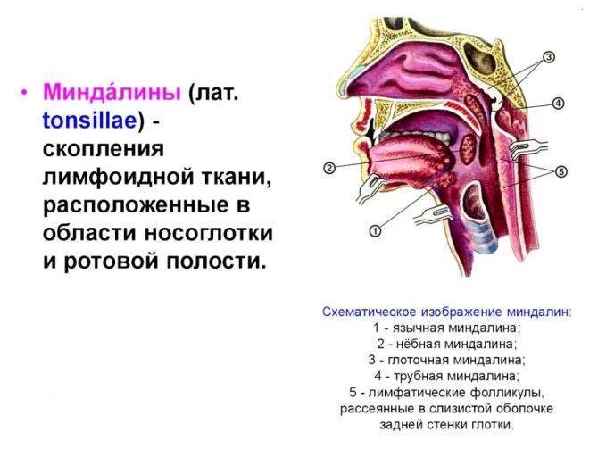 Воспалился за ухом лимфоузел: симптомы, что делать, лечение