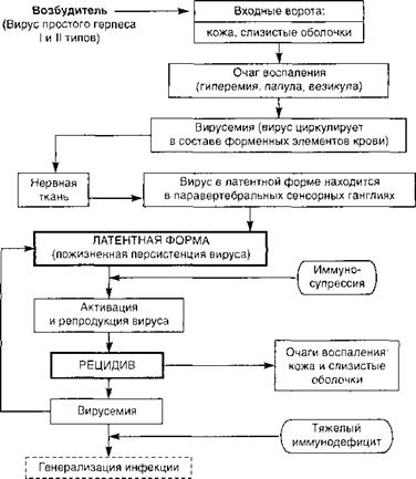 Новые коронавирусы: человечеству придёт конец?