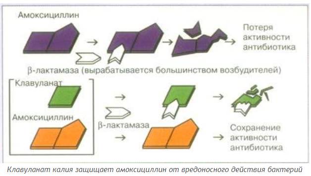 Амоксиклав таблетки