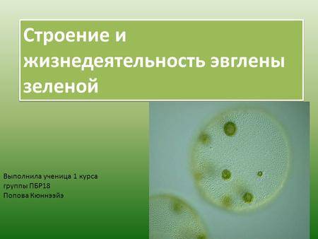 Эвглена зелёная - питание, тип, значение, фото простейших одноклеточных