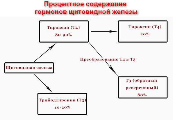Гормон тз (трийодтиронин): за что отвечает, норма (повышен, понижен) и виды