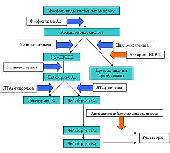 Астма: причины, признаки и симптомы у взрослых, лечение