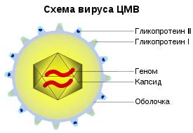Цитомегаловирус – что это такое и каковы особенности инфекции?